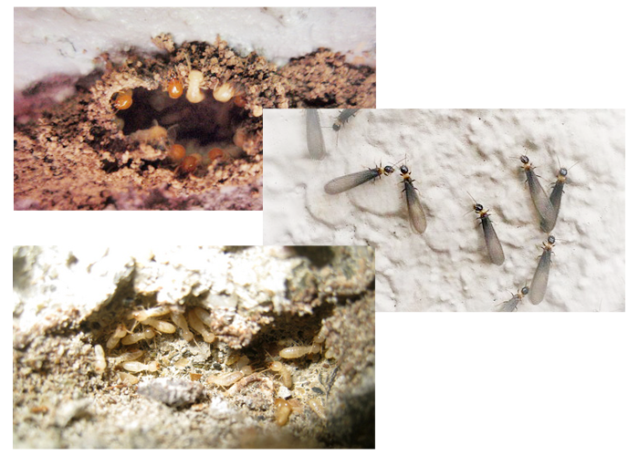 シロアリの種類や被害のイメージ写真